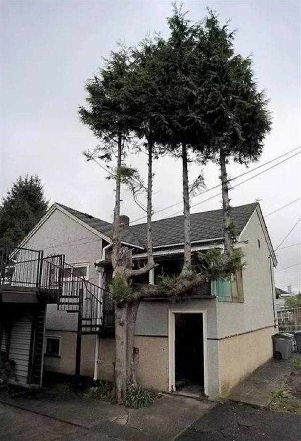 32 Fantastic Trees That Refuse To Die (32 photos)