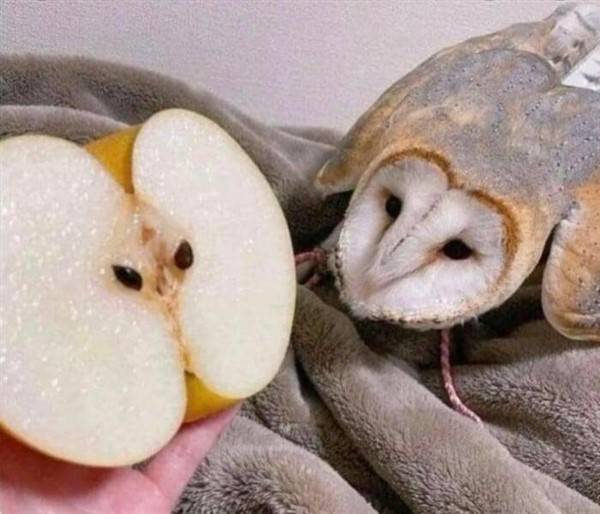 Get Ready For Funny Animals #228 (42 photos)