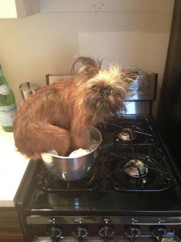 Get Ready For Funny Animals #236 (50 photos)
