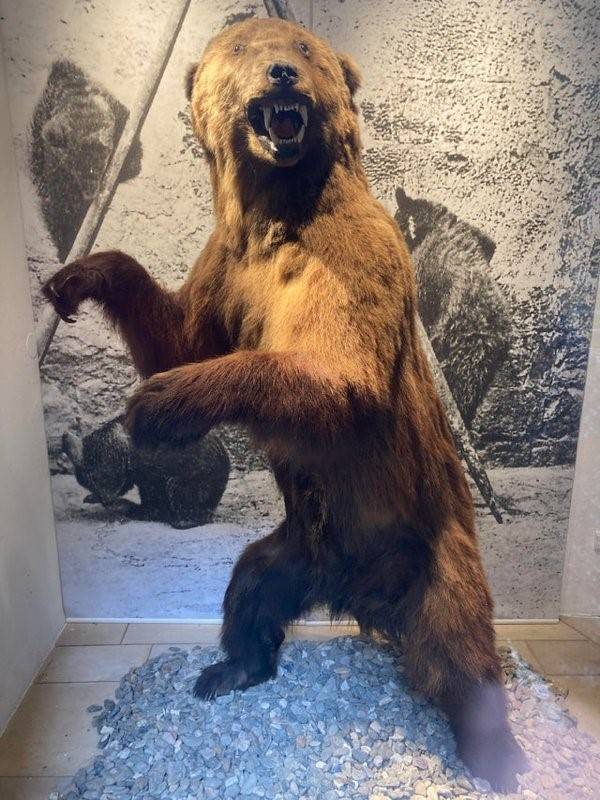 terrible taxidermy 10