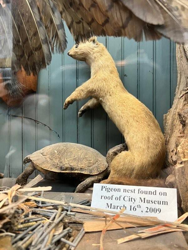 terrible taxidermy 12 Terrible Taxidermy (29 photos)