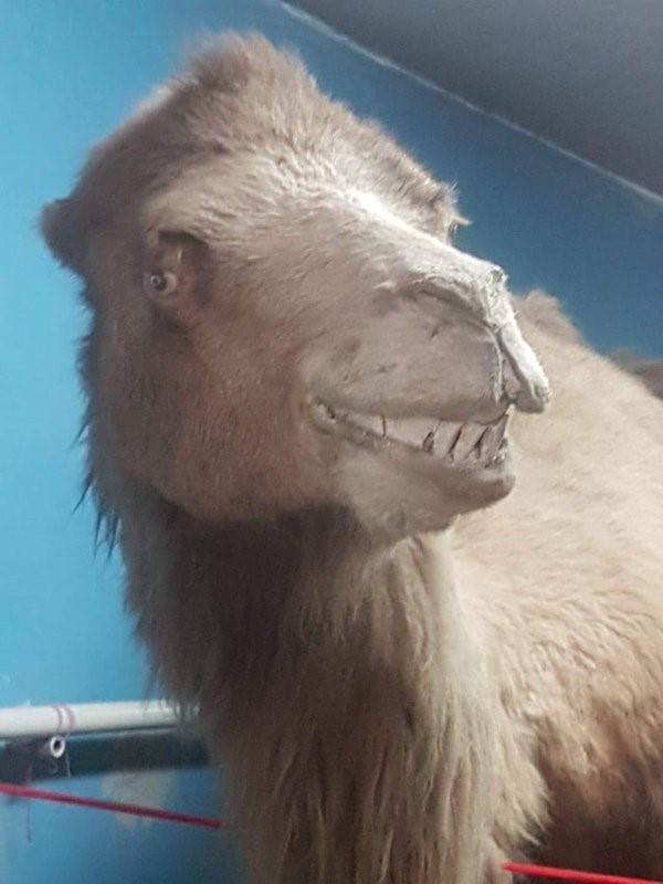 terrible taxidermy 18 Terrible Taxidermy (29 photos)