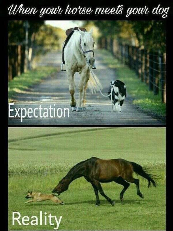 expectation vs reality 16