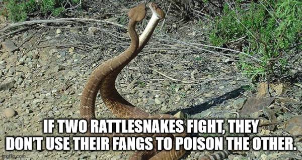 cool facts 15