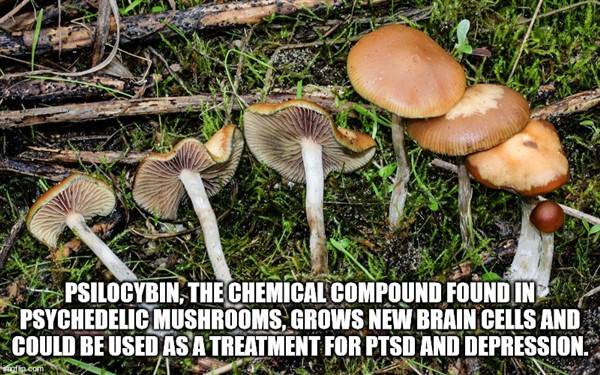cool facts 44