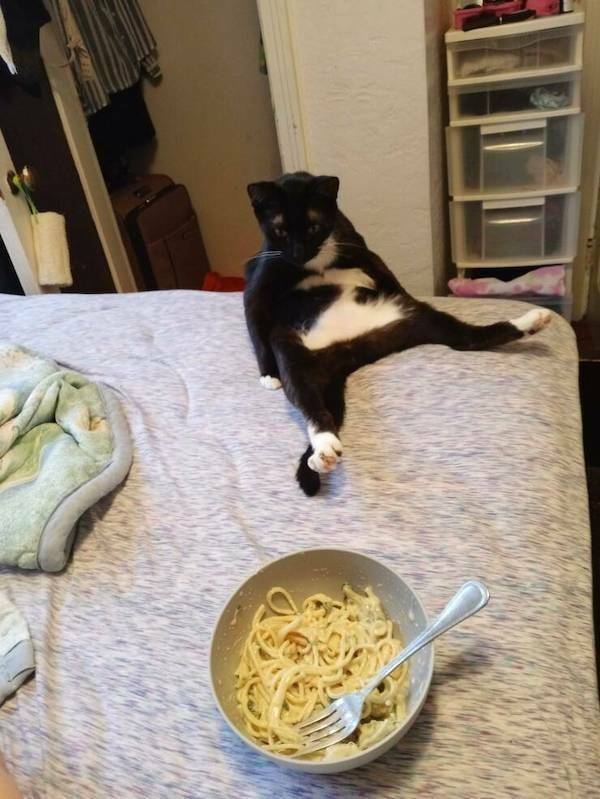 Get Ready For Funny Animals #244 (42 photos)