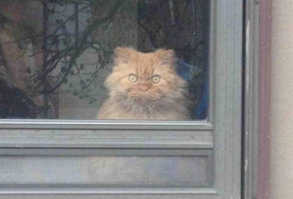 Get Ready For Funny Animals #242 (47 photos)