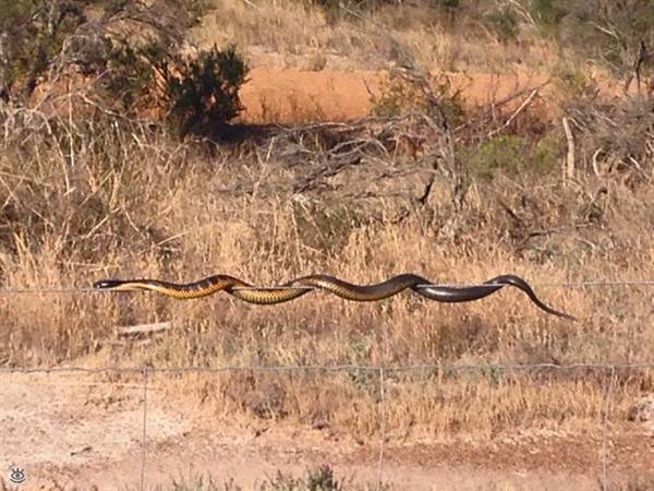 Look Twice #5 (43 photos)