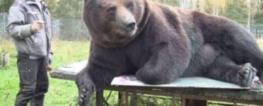 Just A Bunch Of Bears Having A Good Time (31 photos)