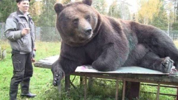 Just A Bunch Of Bears Having A Good Time (31 photos)