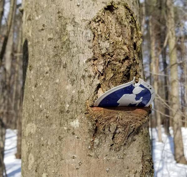 These Trees Are Hungry As Hell (32 photos)