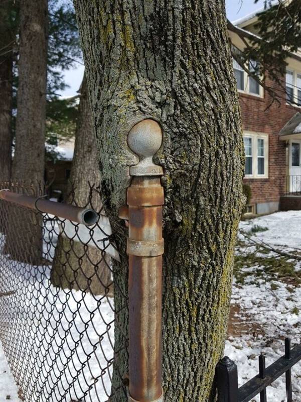 These Trees Are Hungry As Hell (32 photos)