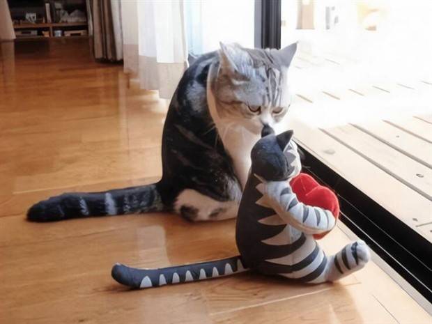 funny pets animals 6 Get Ready For Funny Animals #256 (37 photos)