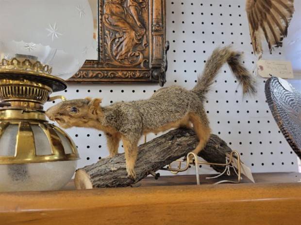 44 Terribly Bad Taxidermy Jobs (44 photos)