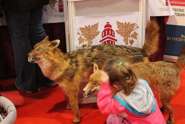44 Terribly Bad Taxidermy Jobs (44 photos)