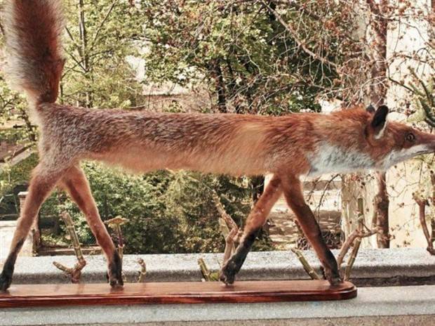 44 Terribly Bad Taxidermy Jobs (44 photos)