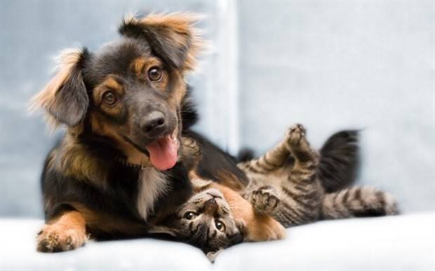 Dogs And Cats Are Friends (31 photos)