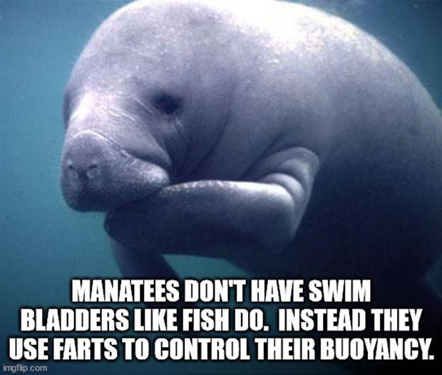 It’s Time For Some Cool And Interesting Facts #304 (33 photos)