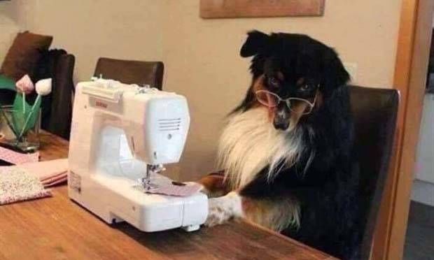 Get Ready For Funny Animals #261 (42 photos)