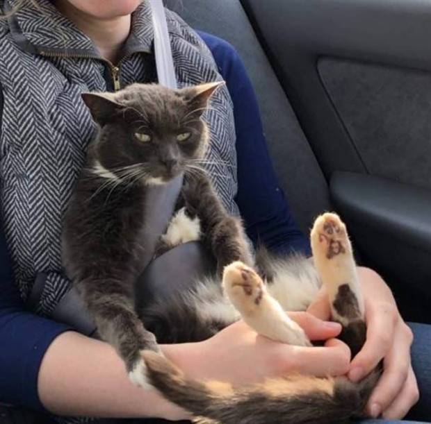 Get Ready For Funny Animals #261 (42 photos)