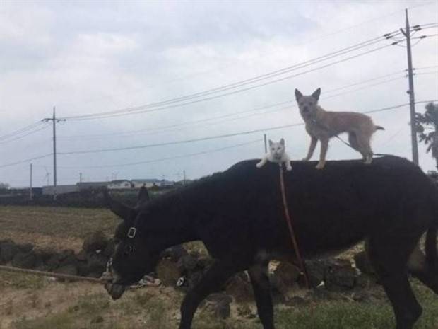 Get Ready For Funny Animals #260 (43 photos)