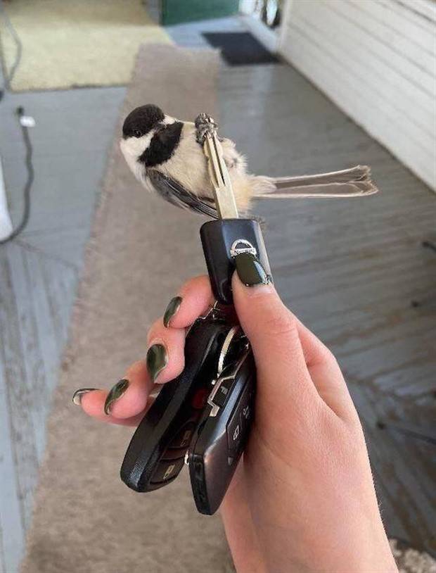 Get Ready For Funny Animals #260 (43 photos)