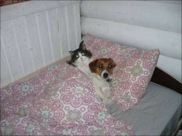 Get Ready For Funny Animals #261 (42 photos)