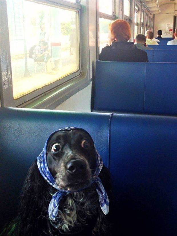 Get Ready For Funny Animals #262 (33 photos)