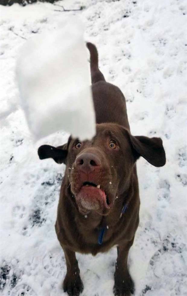 Get Ready For Funny Animals #260 (43 photos)