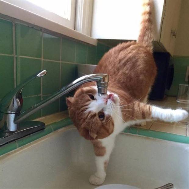 Get Ready For Funny Animals #261 (42 photos)