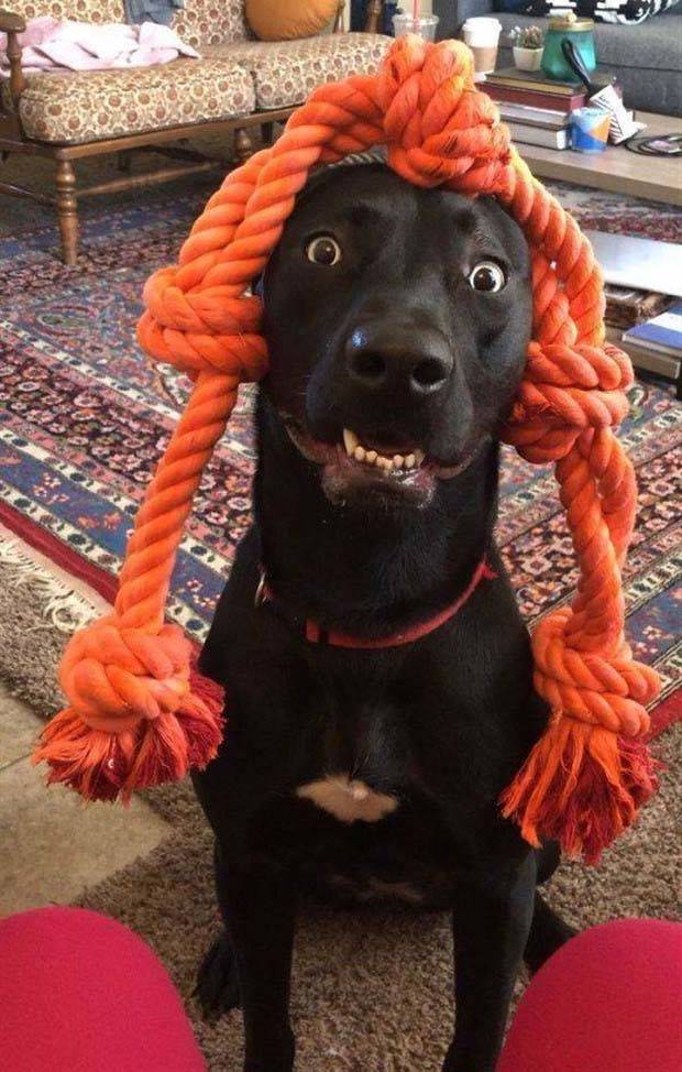 Get Ready For Funny Animals #260 (43 photos)