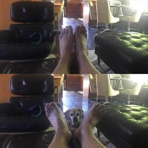 Get Ready For Funny Animals #261 (42 photos)