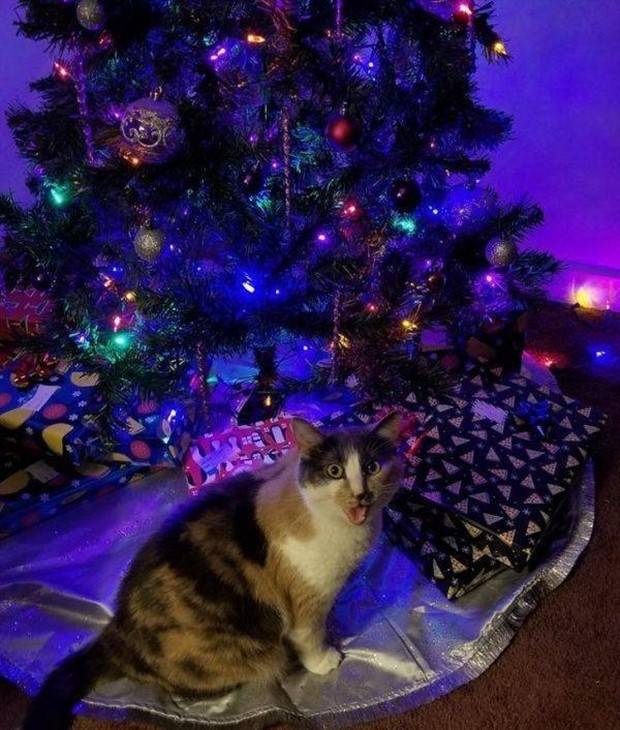 Get Ready For Funny Animals #261 (42 photos)