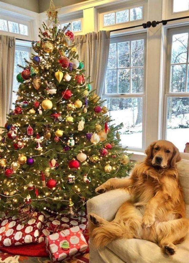 Get Ready For Funny Animals #261 (42 photos)