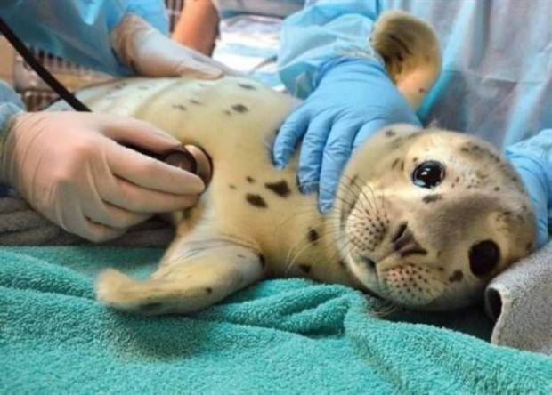 Get Ready For Funny Animals #261 (42 photos)