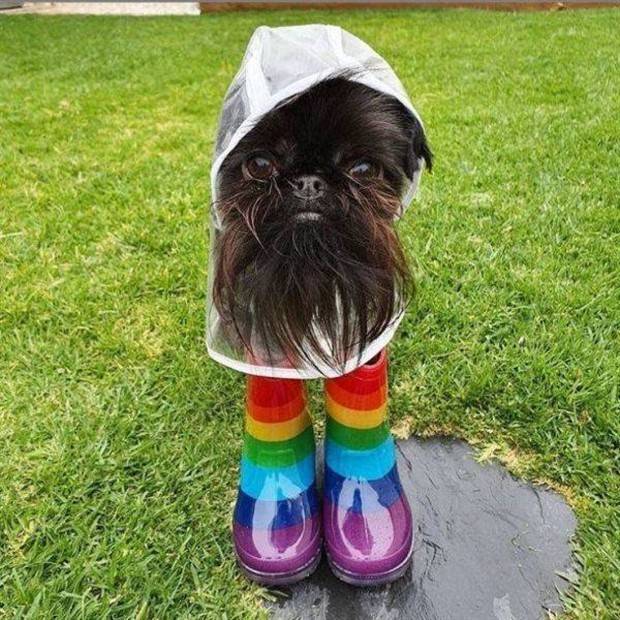 Get Ready For Funny Animals #261 (42 photos)