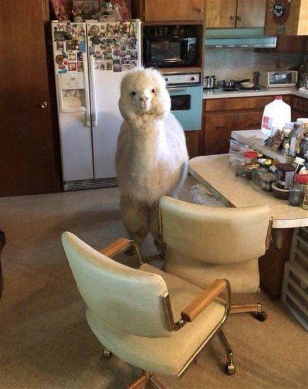 Get Ready For Funny Animals #260 (43 photos)