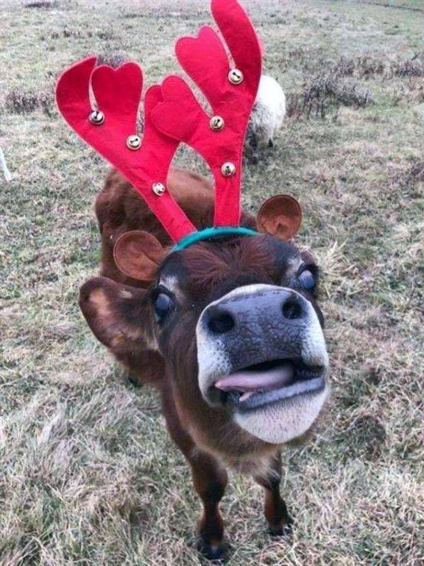 Get Ready For Funny Animals #261 (42 photos)