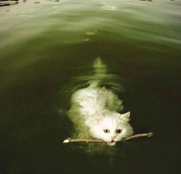 Get Ready For Funny Animals #261 (42 photos)