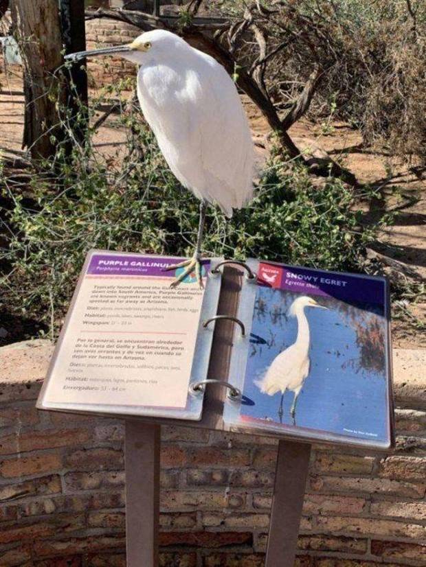 Get Ready For Funny Animals #260 (43 photos)