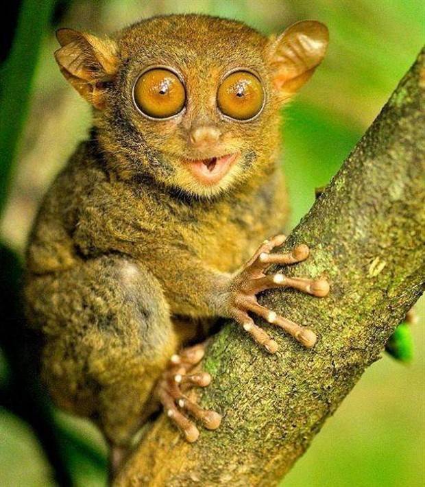 Get Ready For Funny Animals #261 (42 photos)