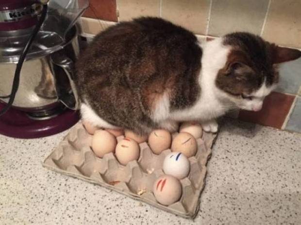 Get Ready For Funny Animals #261 (42 photos)