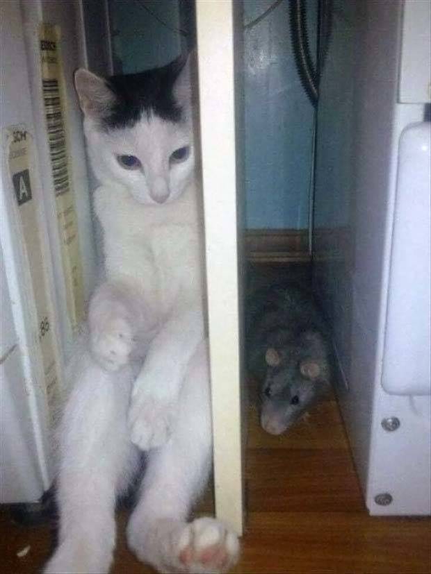 Get Ready For Funny Animals #261 (42 photos)