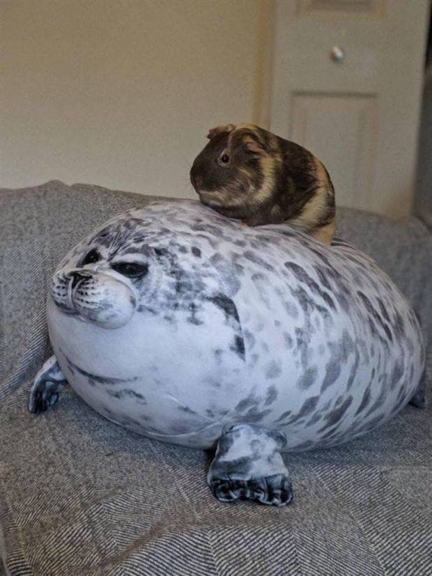 Get Ready For Funny Animals #261 (42 photos)