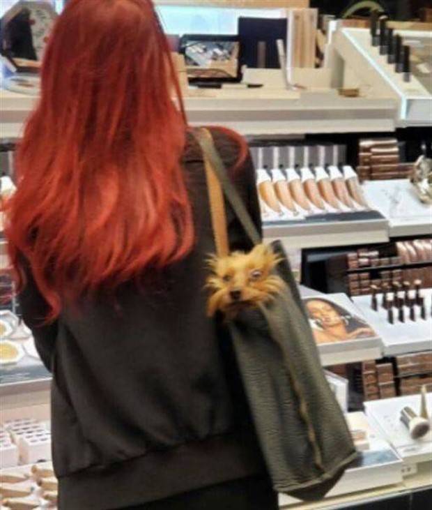 Get Ready For Funny Animals #261 (42 photos)