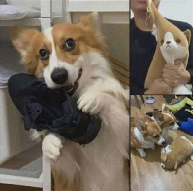 Get Ready For Funny Animals #261 (42 photos)