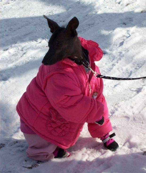 Get Ready For Funny Animals #261 (42 photos)