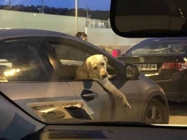 Get Ready For Funny Animals #261 (42 photos)