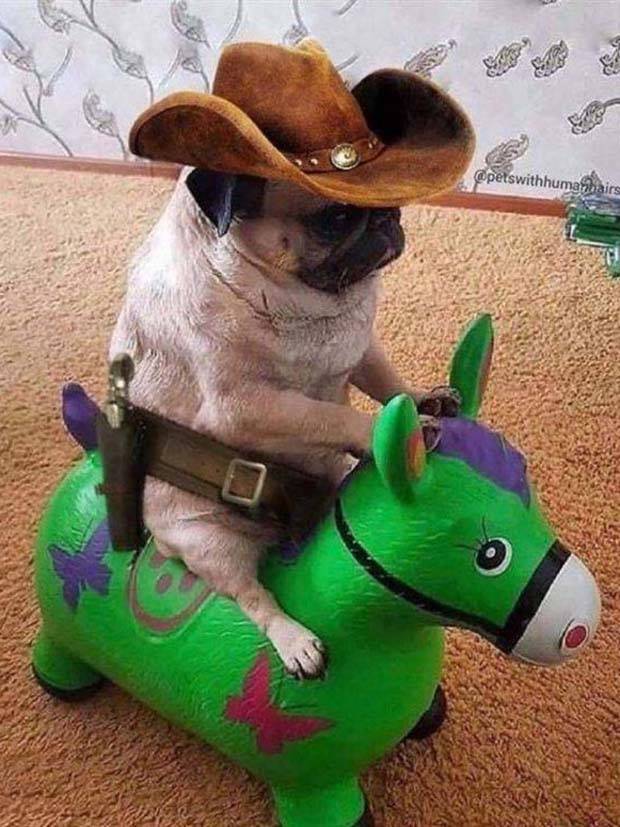 Get Ready For Funny Animals #261 (42 photos)