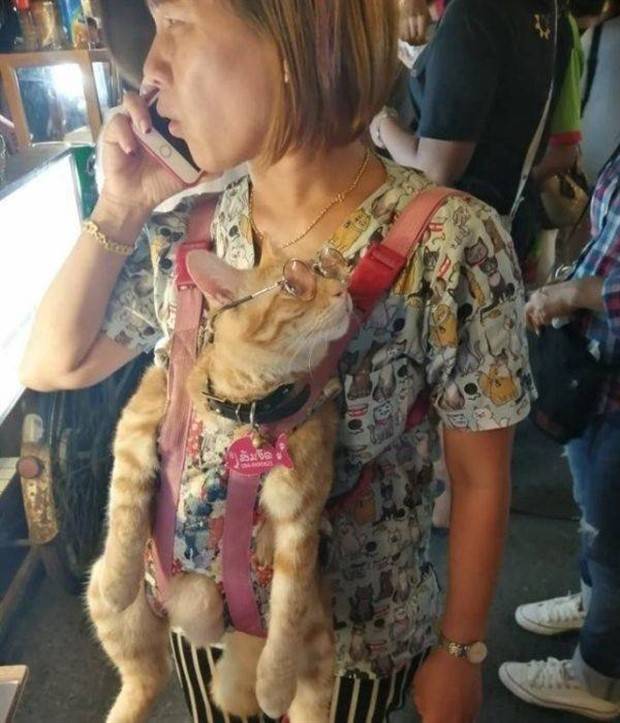 Get Ready For Funny Animals #261 (42 photos)